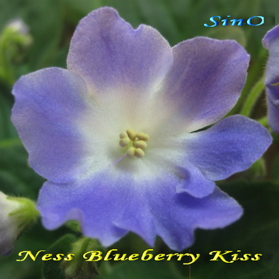  Ness Blueberry Kiss 