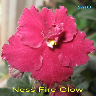  Ness Fire Glow 