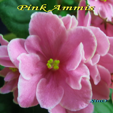  Pink Ammis 