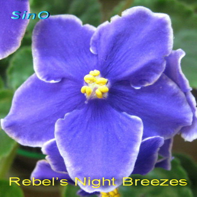  Rebel`s Night Breezes 