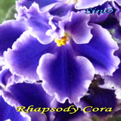  Rhapsody Cora 