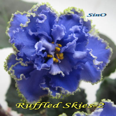  Ruffled Skies-2 