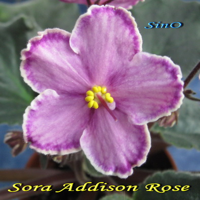  Sora Addison Rose 