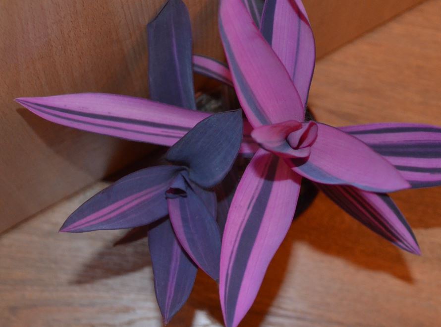  Setcreasia pallida purpurea variegata 