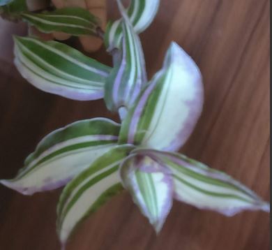  Callisia congesta white variegata 