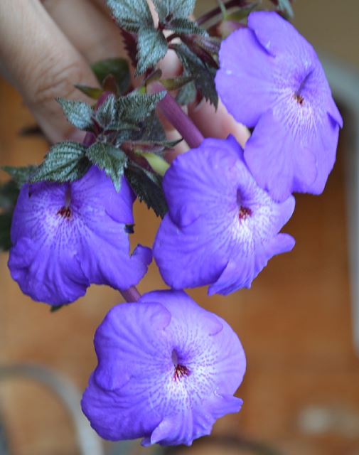  Purple triumph 