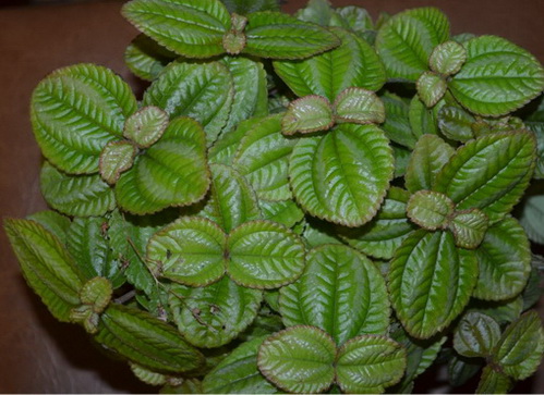      Pilea spruceana Norfolk Light Green 