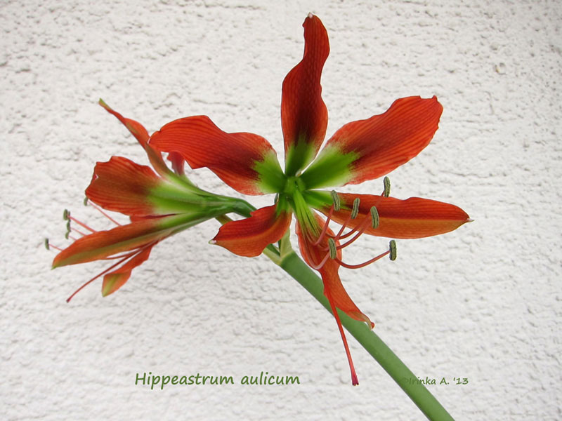 Hippeastrum aulicum 