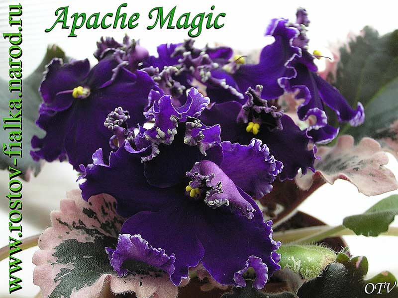 Apache Magic 