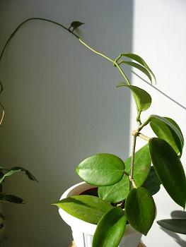  Hoya parasitica