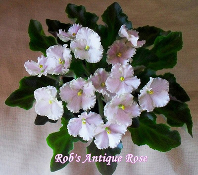  Rob's Antique Rose 