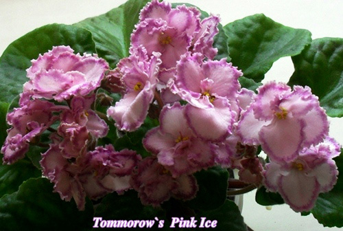  Tomorrow's Pink Ice 