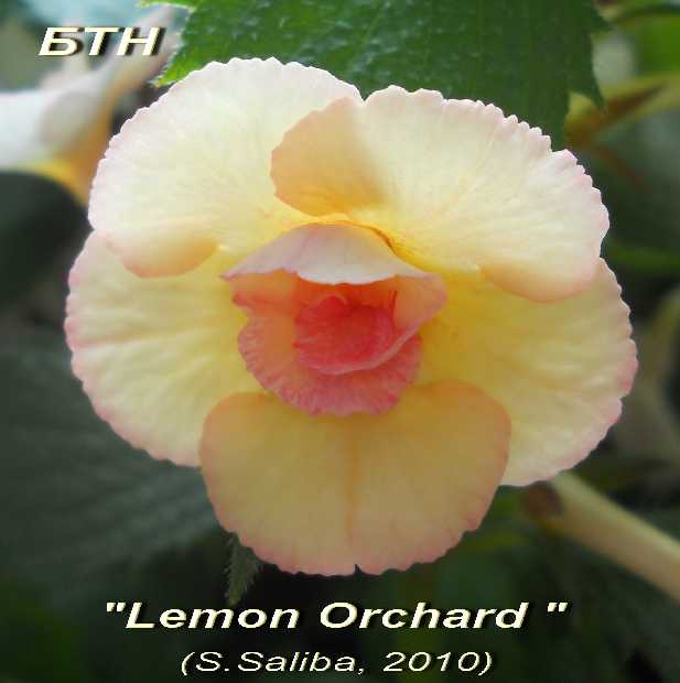  Lemon Orchard 