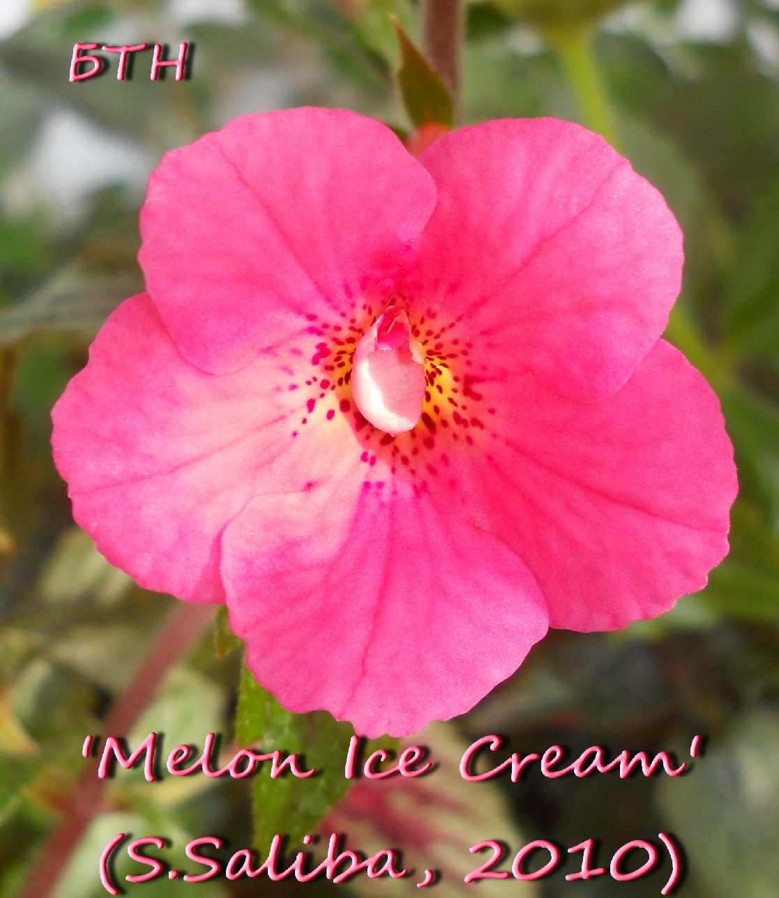  Melon Ice Cream 