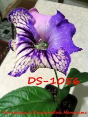 DS-1056