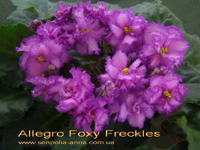  Allegro Foxy Freckles 