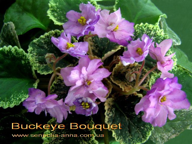  Buckeye Bouquet 