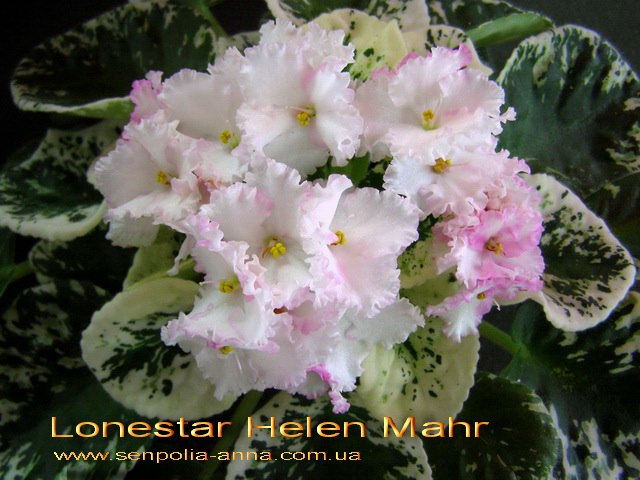  Lonestar Helen Mahr 