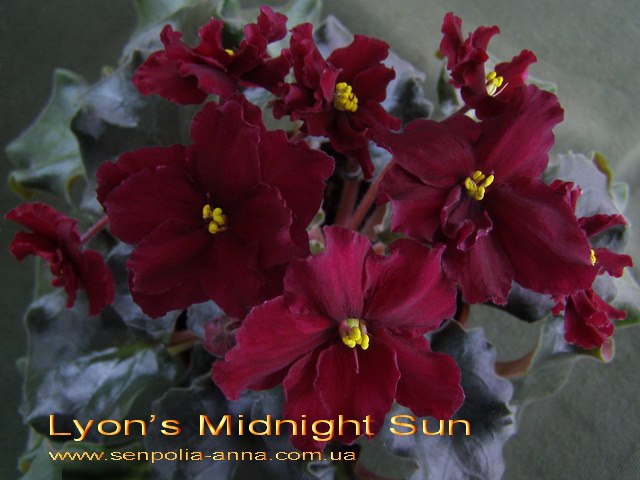  Lyons Midnight Sun 