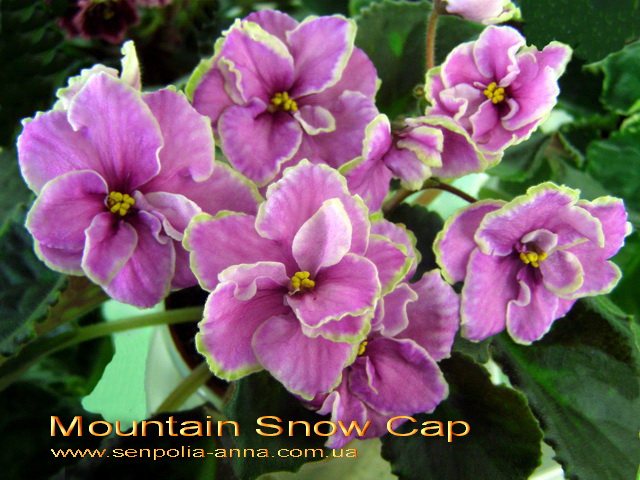  Mountain Snow Cap 