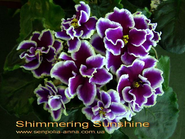  Shimmering Sunshine 