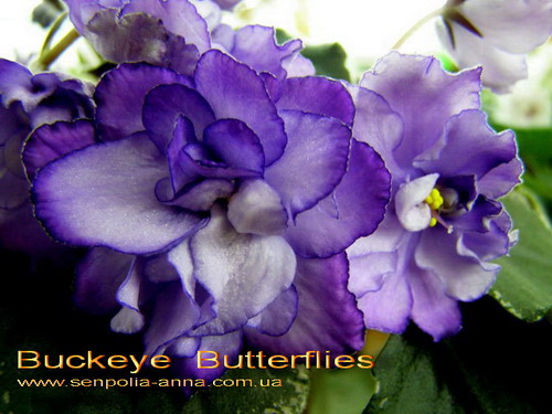  Buckeye  Butterflies 