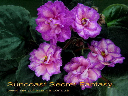  Suncoast Secret Fantasy 