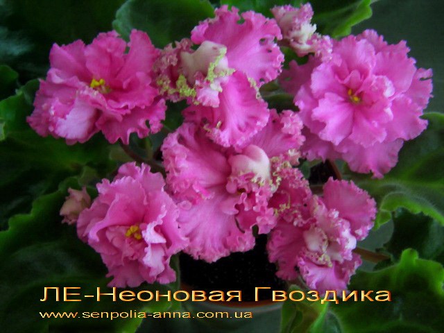 Фиалка ЛЕ-Неоновая Гвоздика