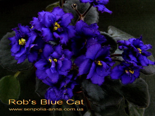  Rob's Blue Cat 