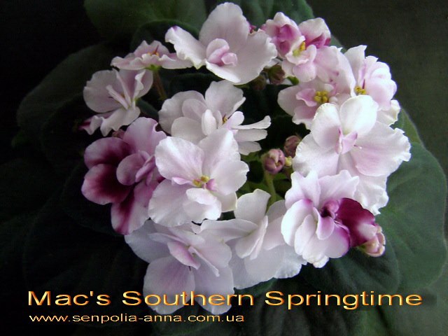  Mac's Southern Springtime 