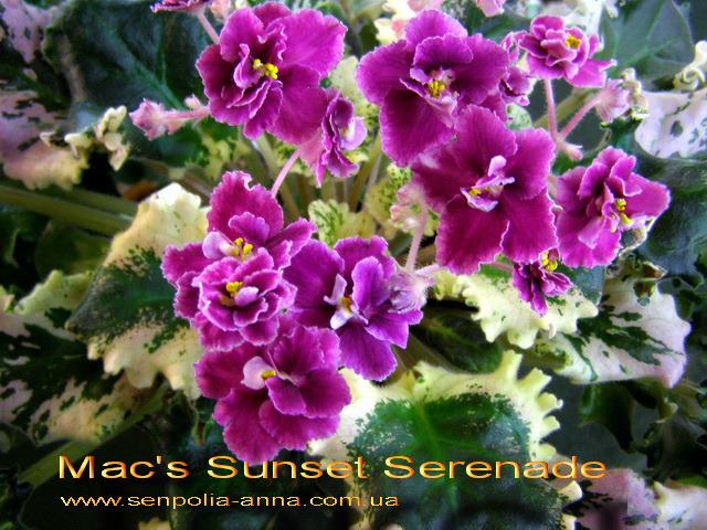  Mac's Sunset Serenade 