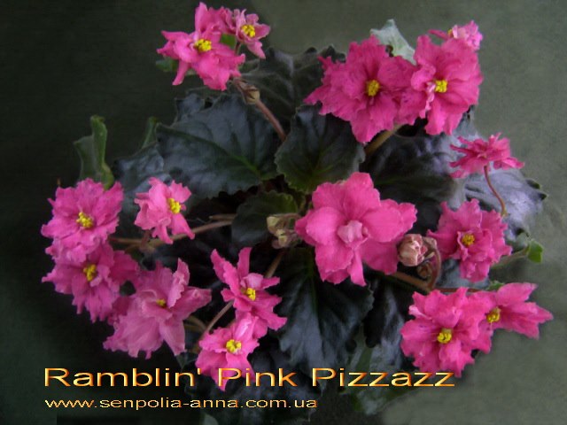  Ramblin' Pink Pizzazz 