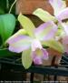 Brassolaeliocattleya Hawaiian Satisfaction 'Romatic'