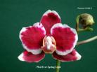  Phalaenopsis Ever Spring Light