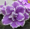  Lilac Fanfare 