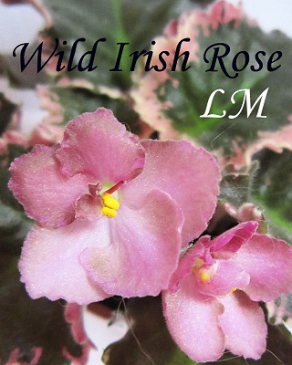  Wild Irish Rose 