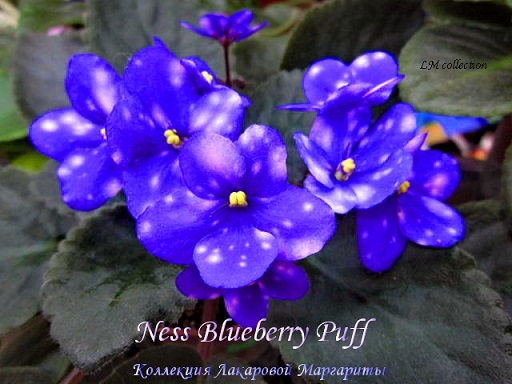  Ness' Blueberry Puff 
