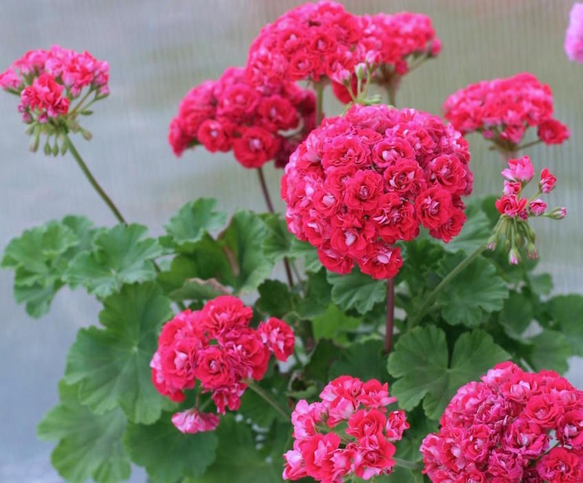 пеларгония rosebud supreme фото онлайн