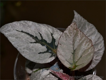  Silver Leaves 