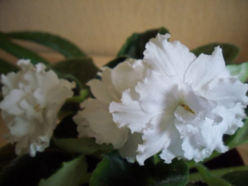  Rhapsody in White ( ) 