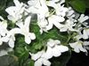 Фиалка Lunar Lily White (Белая Лунная Лилия)