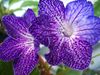 Shenandoah Sugarplum