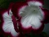 Fleischle Roulette Cherry