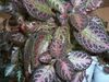 Фиалка Antigue Velvet (Старинный Бархат)