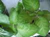 Фиалка Lilacina Viridis
