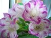 Глоксиния Tigrinum Lilac (Тигровая Лилия)