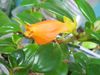 Нематантус Hawaiian Jade