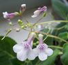Streptocarpella caulescens var. pallscens