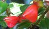 Nematanthus glabra (Нематантус глабра)