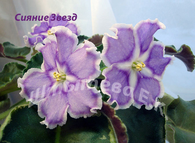 сияние звезд фото фиалки онлайн сияние звезд фото фиалки